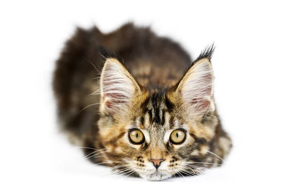 Tortue Enfer Chaton Coon Maine Isole Mignon Chat Maine Coon Image Libre De Droit Par Travelarium C Tortue Enfer Chaton Coon Maine Isole Mignon Chat Maine Coon Image Libre De Droit Par Travelarium C