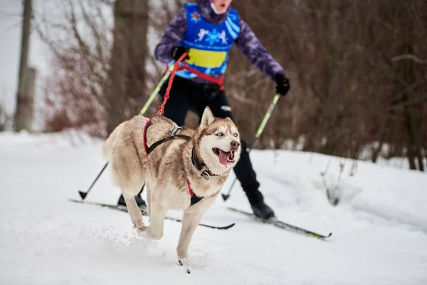 Skijoring Dog Racing Zimní Psí Sportovní Soutěž Sibiřský Husky Pes — Stock fotografie