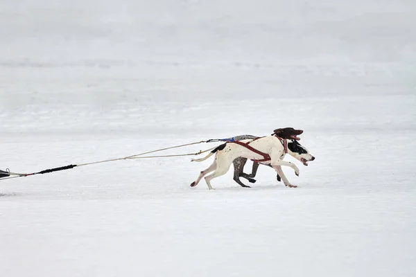 Correre Pointer Cane Slitta Cane Corsa Sport Invernali Cane Slitta — Foto Stock