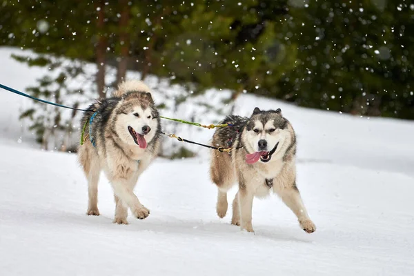 Correr Perro Husky Trineo Carreras Perros Invierno Perro Deporte Trineo — Foto de Stock