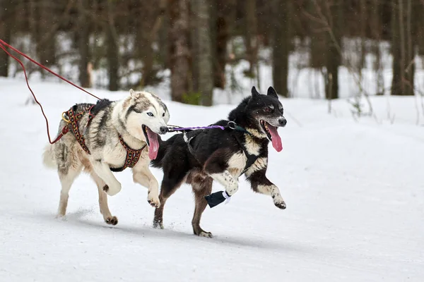 そり犬のレースでハスキー犬を実行しています 冬の犬スポーツそりチーム競争 ハーネスのシベリアのハスキー犬は スキーヤーを引っ張ったり 泥でそります 積極的に雪上クロスカントリートラック道路上で実行 — ストック写真