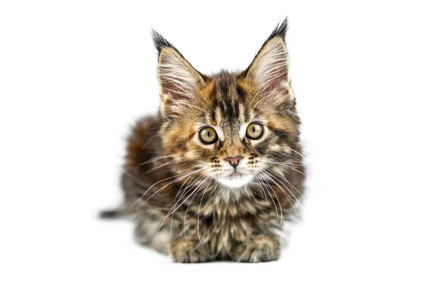 Tortoiseshell Maine Coon Kitten Isolado Gato Maine Casulo Bonito Fundo — Fotografia de Stock