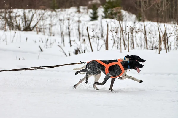 Running Pointer dog on sled dog racing. Winter dog sport sled team competition. English pointer dog in harness pull skier or sled with musher. Active running on snowy cross country track road