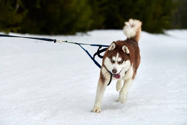 Běh Husky Pes Sáňkách Psích Závodů Zimní Psí Sportovní Spřežení — Stock fotografie