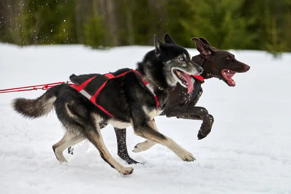 Running Husky and Pointer dog on sled dog racing. Winter dog sport sled team competition. Siberian husky and english pointer dog in harness pull skier or sled with musher. Active running on track