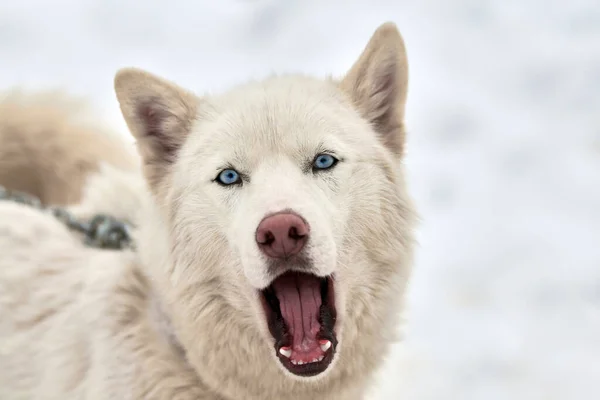 Husky Släde Hund Ansikte Vinter Bakgrund Sibirien Husky Hund Ras — Stockfoto