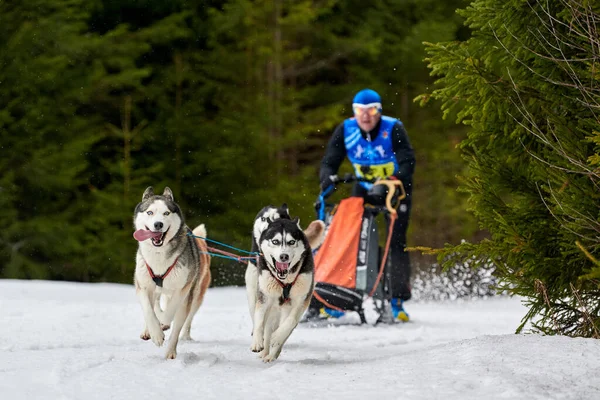 Husky Sling Dog Racing Zimní Psí Sportovní Spřežení Sibiřští Chraptiví — Stock fotografie