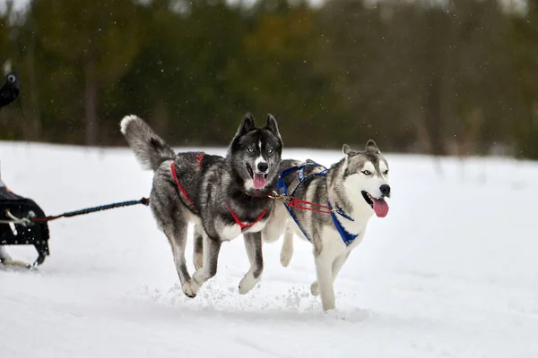 Running Husky Dog Sled Dog Racing Winter Dog Sport Sled — Stock Photo, Image