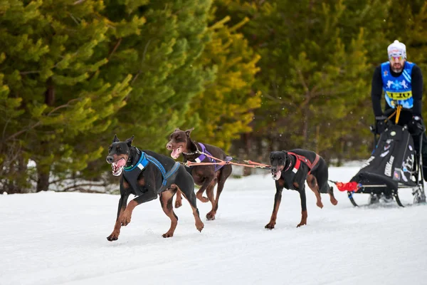 Husky sled dog racing. Winter dog sport sled team competition. Dobermans dogs pull sled with musher. Active running on snowy cross country track road