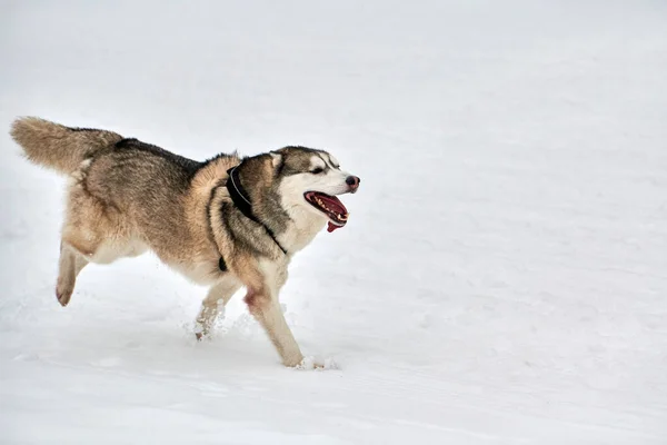 在雪橇上跑步的哈士奇犬赛狗 冬季狗类运动雪橇团体赛 西伯利亚哈士奇犬 系着安全带 拉着滑雪板或雪橇与麝香 在多雪的越野径道上积极奔跑 — 图库照片