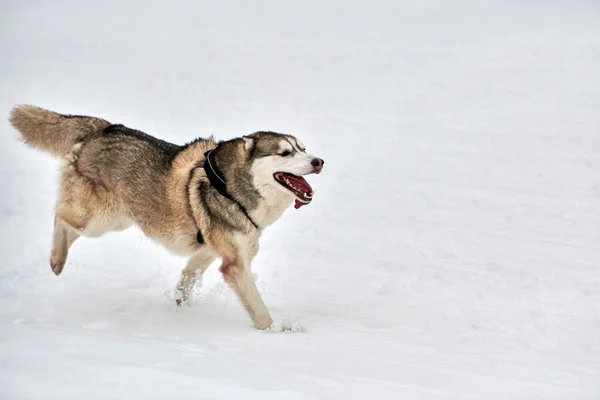 Correr Perro Husky Trineo Carreras Perros Invierno Perro Deporte Trineo —  Fotos de Stock