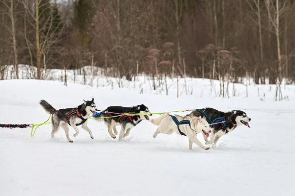 Running Husky dog on sled dog racing. Winter dog sport sled team competition. Siberian husky dog in harness pull skier or sled with musher. Active running on snowy cross country track road