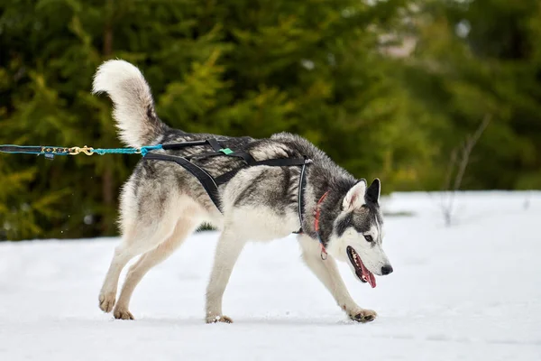 Running Husky Dog Sled Dog Racing Winter Dog Sport Sled — Stock Photo, Image