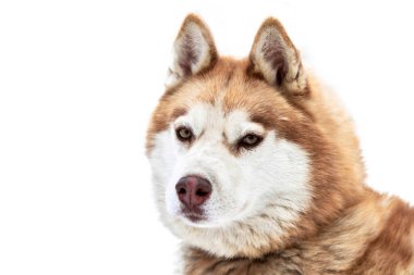 İri yarı köpek yüzlü, izole edilmiş. Sibirya Husky köpeği beyaz arka plan, ağızlık portresi. Tasarım ya da reklam için izole edilmiş komik hayvan.
