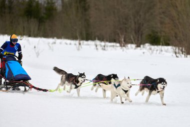 Husky kızak köpek yarışı. Kış köpeği kızak takımı yarışması. Sibirya köpekleri musher ile kızak çeker. Karlı ülkeyi baştan başa geçen yolda etkin çalışma