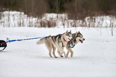 Kızaklı köpek yarışında Koşan Husky köpeği. Kış köpeği kızak takımı yarışması. Koşumlu Sibirya Husky köpeği kayakçı ya da musher kızağı. Karlı ülkeyi baştan başa geçen yolda etkin çalışma