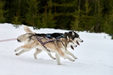 Kızaklı köpek yarışında Koşan Husky köpeği. Kış köpeği kızak takımı yarışması. Koşumlu Sibirya Husky köpeği kayakçı ya da musher kızağı. Karlı ülkeyi baştan başa geçen yolda etkin çalışma