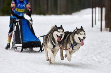Husky kızak köpek yarışı. Kış köpeği kızak takımı yarışması. Sibirya köpekleri musher ile kızak çeker. Karlı ülkeyi baştan başa geçen yolda etkin çalışma