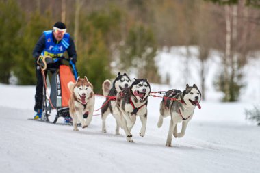Husky kızak köpek yarışı. Kış köpeği kızak takımı yarışması. Sibirya köpekleri musher ile kızak çeker. Karlı ülkeyi baştan başa geçen yolda etkin çalışma