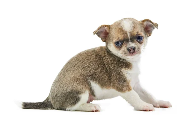 Chihuahua子犬 孤立した 白い背景にかわいい犬 犬小屋子犬 小さな短い髪Chihuahua犬の品種 スタジオ撮影 — ストック写真
