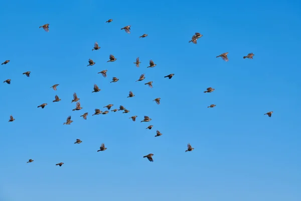 Bando Pardais Voa Céu Azul Pequenos Pássaros Urbanos Pássaros Pardais — Fotografia de Stock