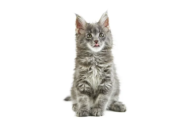 Maine Coon Kitten Isolado Gato Maine Casulo Bonito Fundo Branco — Fotografia de Stock