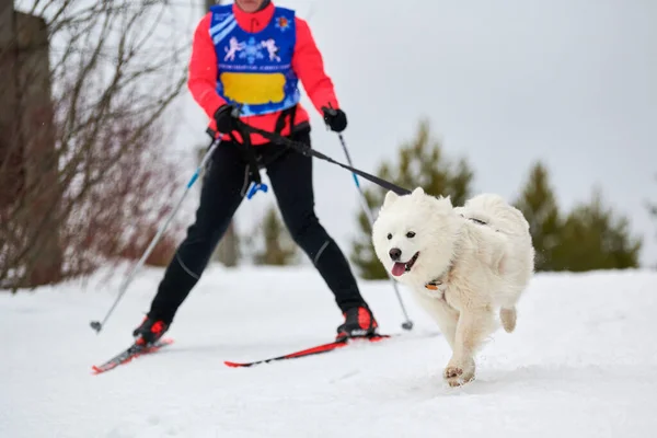 Skijoring dog racing. Winter dog sport competition. Samoyed dog pulls skier. Active skiing on snowy cross country track road