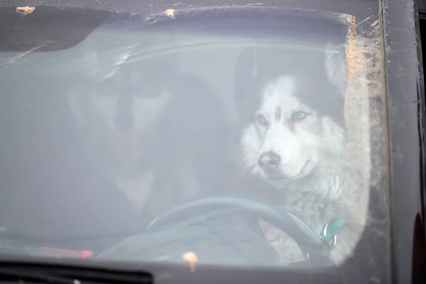 Husky Trineo Perro Coche Conducir Mascota Viaje Perro Encerrado Dentro — Foto de Stock