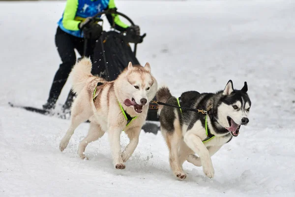 Гонки Собачьих Упряжках Командные Соревнования Зимних Собачьих Упряжек Сибирские Хаски — стоковое фото