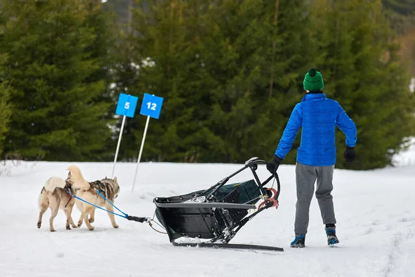 Husky sled dog racing. Musher falls off sled. Winter dog sport sled team competition. Siberian husky dogs pull sled with musher. Active running on snowy cross country track road