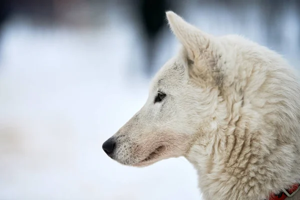 Cara Perro Husky Trineo Fondo Invierno Siberiano Husky Perro Raza — Foto de Stock