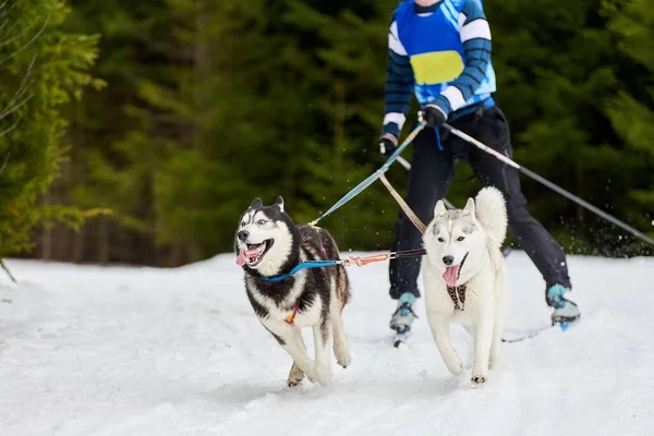 Skijoring dog racing. Winter dog sport competition. Siberian husky dog pulls skier. Active skiing on snowy cross country track road