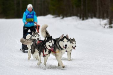 Husky kızak köpek yarışı. Kış köpeği kızak takımı yarışması. Sibirya köpekleri musher ile kızak çeker. Karlı ülkeyi baştan başa geçen yolda etkin çalışma