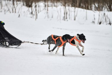 Kızak köpek yarışında koşan Pointer köpeği. Kış köpeği kızak takımı yarışması. Koşumlu İngiliz işaret köpeği kayakçı ya da musher ile kızak. Karlı ülkeyi baştan başa geçen yolda etkin çalışma