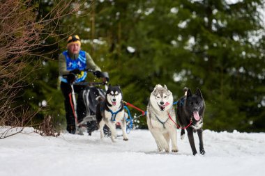 Husky kızak köpek yarışı. Kış köpeği kızak takımı yarışması. Sibirya köpekleri musher ile kızak çeker. Karlı ülkeyi baştan başa geçen yolda etkin çalışma