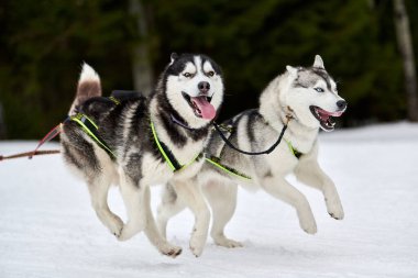 Kızaklı köpek yarışında Koşan Husky köpeği. Kış köpeği kızak takımı yarışması. Koşumlu Sibirya Husky köpeği kayakçı ya da musher kızağı. Karlı ülkeyi baştan başa geçen yolda etkin çalışma