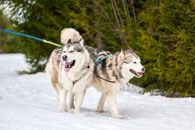 Kızaklı köpek yarışında Koşan Husky köpeği. Kış köpeği kızak takımı yarışması. Koşumlu Sibirya Husky köpeği kayakçı ya da musher kızağı. Karlı ülkeyi baştan başa geçen yolda etkin çalışma