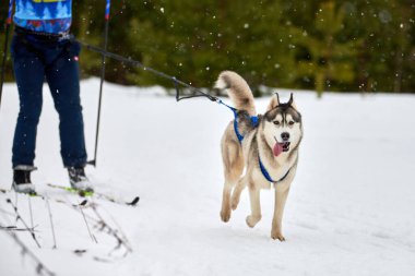 Kayak yapan köpek yarışı. Kış köpek sporları yarışması. Sibirya Husky köpeği kayakçıyı çekiyor. Karlı kros yolunda aktif kayak
