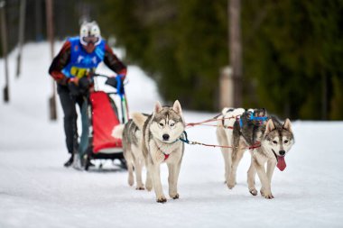Husky kızak köpek yarışı. Kış köpeği kızak takımı yarışması. Sibirya köpekleri musher ile kızak çeker. Karlı ülkeyi baştan başa geçen yolda etkin çalışma