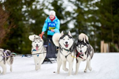 Husky kızak köpek yarışı. Kış köpeği kızak takımı yarışması. Sibirya köpekleri musher ile kızak çeker. Karlı ülkeyi baştan başa geçen yolda etkin çalışma