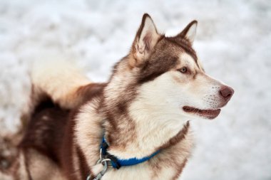 Husky kızak köpek suratı, kış geçmişi. Sibirya Husky köpeği, açık havada ağızlık portresi yapıyor. Yarıştan önce yürüyüş yapan güzel bir hayvan..