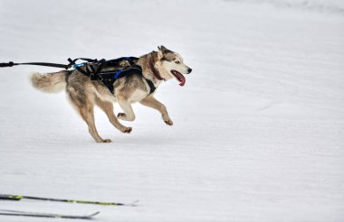 Kayak yapan köpek yarışı. Kış köpek sporları yarışması. Sibirya Husky köpeği kayakçıyı çekiyor. Karlı kros yolunda aktif kayak