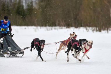 Kış kızağı köpek yarışı. Köpek sporu kızak takımı yarışması. Sivri uçlu köpekler misket tüfeğiyle kızak çeker. Karlı ülkeyi baştan başa geçen yolda etkin çalışma
