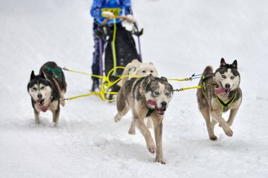 Husky kızak köpek yarışı. Kış köpeği kızak takımı yarışması. Sibirya köpekleri musher ile kızak çeker. Karlı ülkeyi baştan başa geçen yolda etkin çalışma