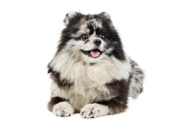 Merle Pomeranya köpek yavrusu Spitz, izole edilmiş. Şirin Pomeranya renginde, beyaz arkaplan. Aile dostu minik Spitz pon köpeği..