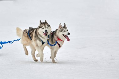 Kızaklı köpek yarışında Koşan Husky köpeği. Kış köpeği kızak takımı yarışması. Koşumlu Sibirya Husky köpeği kayakçı ya da musher kızağı. Karlı ülkeyi baştan başa geçen yolda etkin çalışma