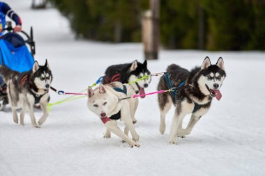 Husky kızak köpek yarışı. Kış köpeği kızak takımı yarışması. Sibirya köpekleri musher ile kızak çeker. Karlı ülkeyi baştan başa geçen yolda etkin çalışma