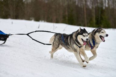 Kızaklı köpek yarışında Koşan Husky köpeği. Kış köpeği kızak takımı yarışması. Koşumlu Sibirya Husky köpeği kayakçı ya da musher kızağı. Karlı ülkeyi baştan başa geçen yolda etkin çalışma