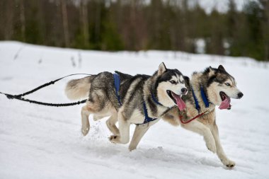 Kızaklı köpek yarışında Koşan Husky köpeği. Kış köpeği kızak takımı yarışması. Koşumlu Sibirya Husky köpeği kayakçı ya da musher kızağı. Karlı ülkeyi baştan başa geçen yolda etkin çalışma