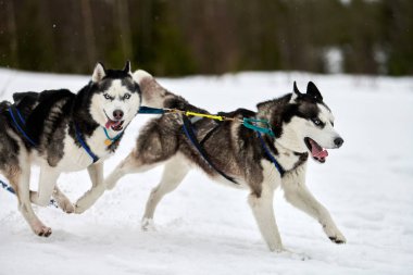 Kızaklı köpek yarışında Koşan Husky köpeği. Kış köpeği kızak takımı yarışması. Koşumlu Sibirya Husky köpeği kayakçı ya da musher kızağı. Karlı ülkeyi baştan başa geçen yolda etkin çalışma